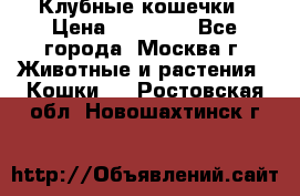 Клубные кошечки › Цена ­ 10 000 - Все города, Москва г. Животные и растения » Кошки   . Ростовская обл.,Новошахтинск г.